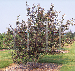 Picture of Malus  'Purple Prince'