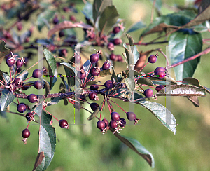 Picture of Malus  'Purple Prince'