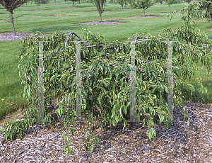 Picture of Malus  'Molten Lava'