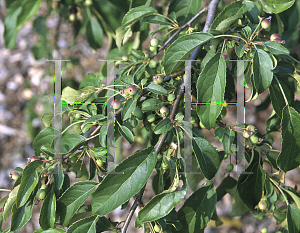 Picture of Malus  'Molten Lava'