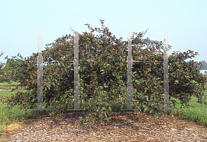 Picture of Malus  'Candymint'
