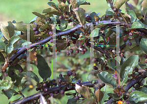 Picture of Malus  'Candymint'