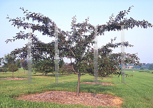 Picture of Malus  'Strawberry Parfait'