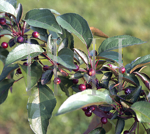 Picture of Malus  'Strawberry Parfait'