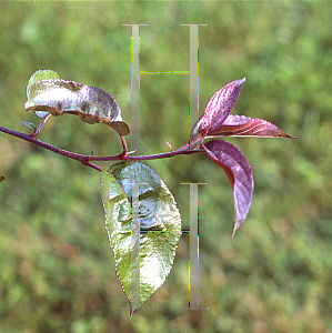 Picture of Malus  'Strawberry Parfait'