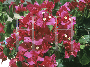 Picture of Bougainvillea spp. 