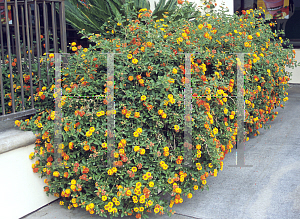 Picture of Lantana camara 