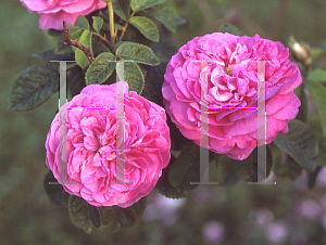 Picture of Rosa  'Duc De Guiche'