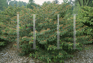 Picture of Viburnum plicatum 'Popcorn'