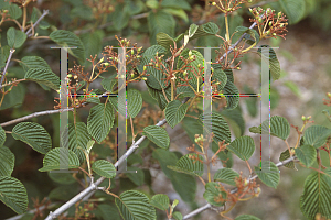 Picture of Viburnum plicatum 'Popcorn'