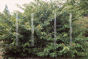 Picture of Viburnum plicatum 'Rotundifolium'