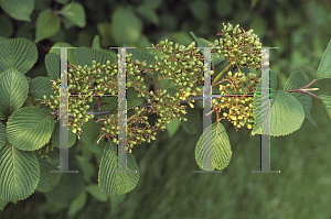 Picture of Viburnum plicatum 'Rotundifolium'