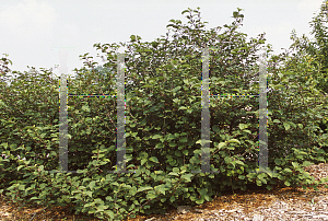 Picture of Viburnum plicatum 'Grandiflorum'