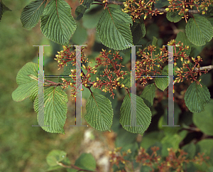 Picture of Viburnum plicatum 'Grandiflorum'