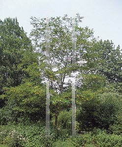 Picture of Robinia x margaretta 'Idaho'