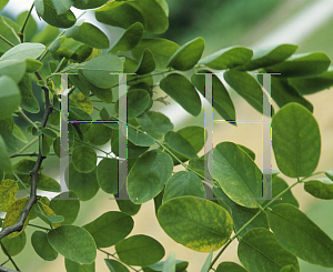 Picture of Robinia x margaretta 'Idaho'