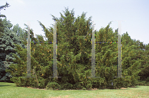 Picture of Taxus cuspidata 'Adams'