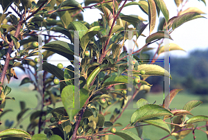 Picture of Malus x 'Silver Moon'