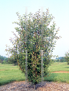 Picture of Malus x 'Silver Moon'