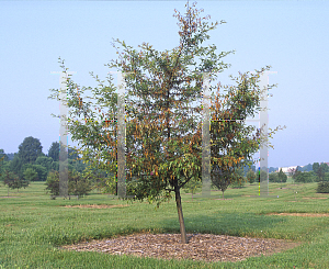 Picture of Malus transitoria 'Schmidtcutleaf(Golden Raindrops)'