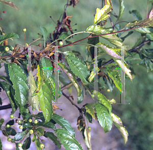 Picture of Malus transitoria 'Schmidtcutleaf(Golden Raindrops)'