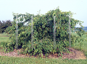 Picture of Malus  'Molten Lava'