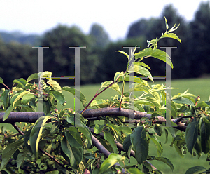 Picture of Malus  'Molten Lava'