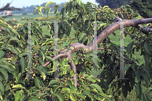 Picture of Malus  'Molten Lava'