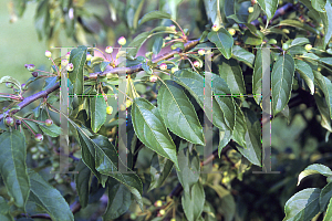 Picture of Malus  'Molten Lava'