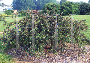 Picture of Malus  'Candymint'