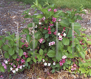 Picture of Weigela florida 'Courtalor(Carnaval)'