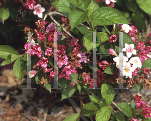 Picture of Weigela florida 'Courtalor(Carnaval)'