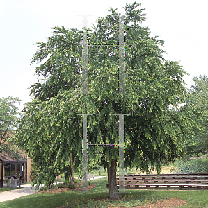 Picture of Cercidiphyllum japonicum 'Pendulum'