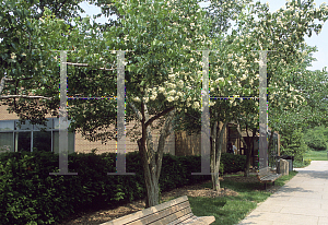 Picture of Crataegus phaenopyrum 