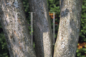 Picture of Crataegus phaenopyrum 