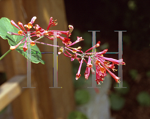 Picture of Lonicera sempervirens 'Magnificia'