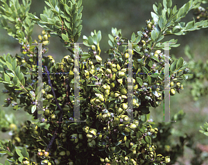 Picture of Buxus  'Green Velvet'