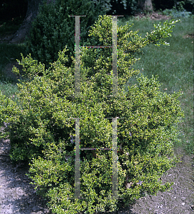 Picture of Buxus microphylla var. japonica 'Curley Locks'