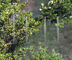 Picture of Buxus microphylla var. japonica 'Curley Locks'