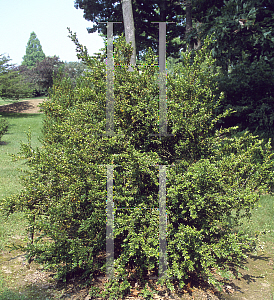 Picture of Buxus sempervirens 'Pendula'