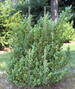 Picture of Buxus sempervirens 'Clembrook'