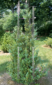 Picture of Buxus sempervirens 'Fastigiata'