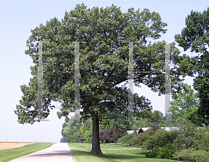 Picture of Quercus rubra 