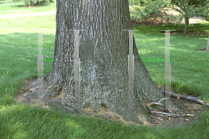 Picture of Quercus rubra 