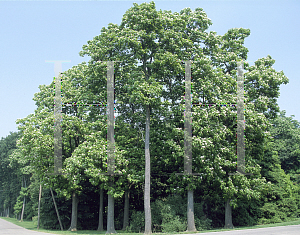 Picture of Catalpa speciosa 