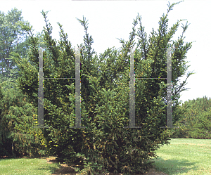 Picture of Taxus cuspidata 'Wiltonii'