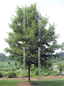 Picture of Acer saccharum 'Bonfire'