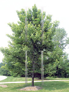 Picture of Acer saccharum 'Celebration'