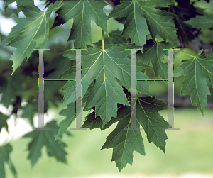 Picture of Acer saccharum 'Celebration'