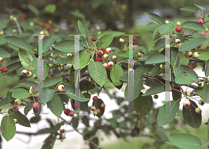 Picture of Amelanchier canadensis 'Tradition'